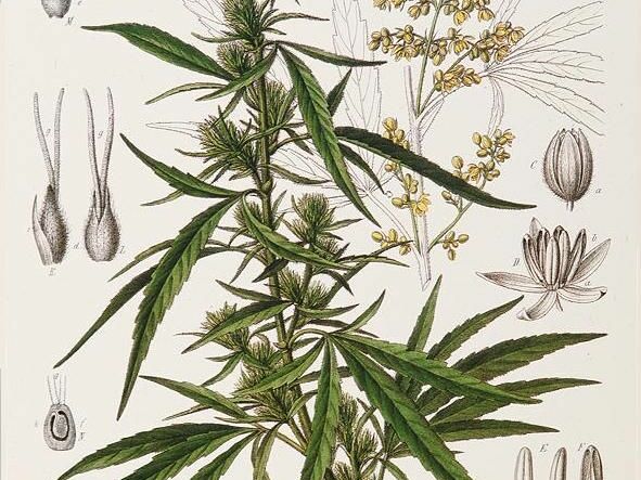 Magasin CBD Montreuil