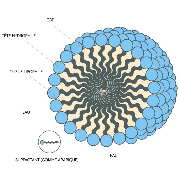 micellisation cbd hydrosoluble- Great and Green CBD shop
