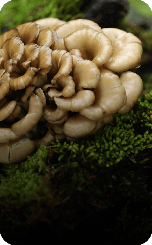 Maitake champignon médicinal - Great and Green CBD shop