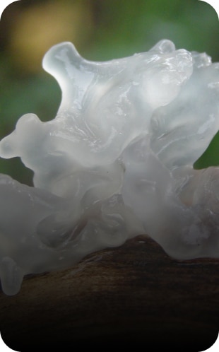 Tremella champignon médicinal - Great and Green CBD shop