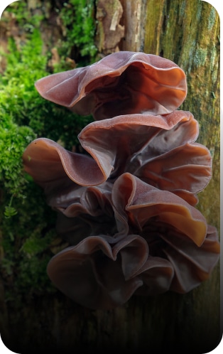 auricularia auricula judae champignon médicinal - Great and Green CBD shop