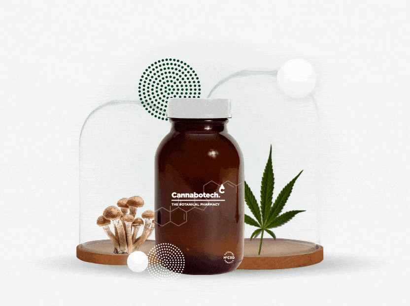 agaricus brasiliensis champignon médicinal et cannabis - Great and Green CBD shop