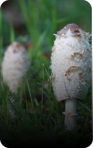 coprinus comatus champignon médicinal - Great and Green CBD shop