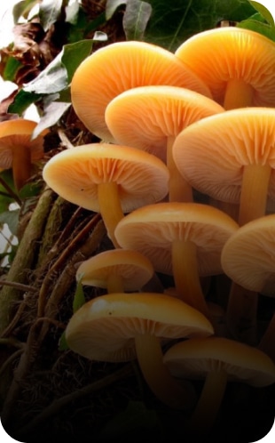 flammulina velutipes champignon médicinal - Great and Green CBD shop