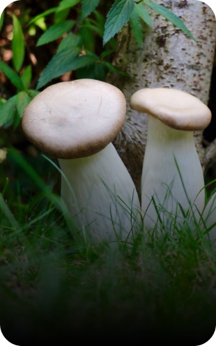 pleurotus ostreatus pleurotus ostreatus champignon médicinal - Great and Green CBD shop