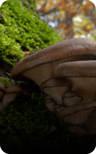 pleurotus ostreatus champignon médicinal - Great and Green CBD shop