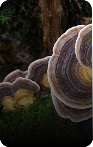 trametes versicolor champignon médicinal - Great and Green CBD shop