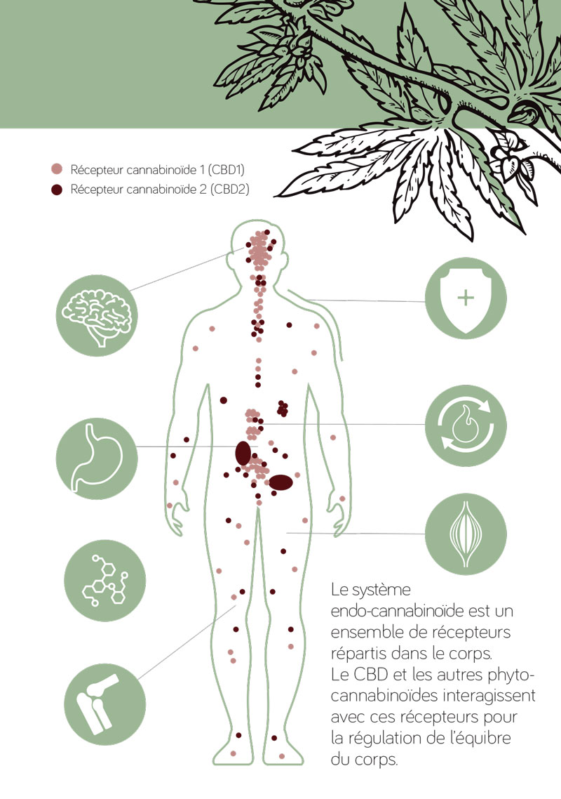 CBD et syndrome des jambes sans repos - Great and Green