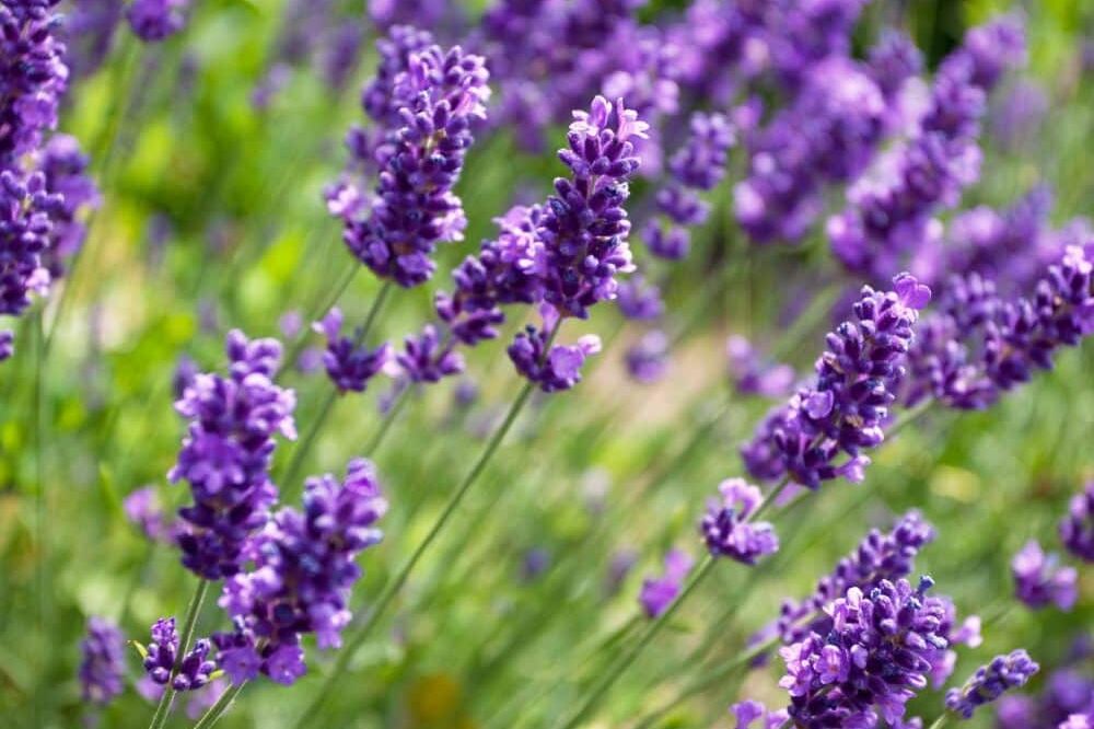 linalool - Great and Green - CBD Shop