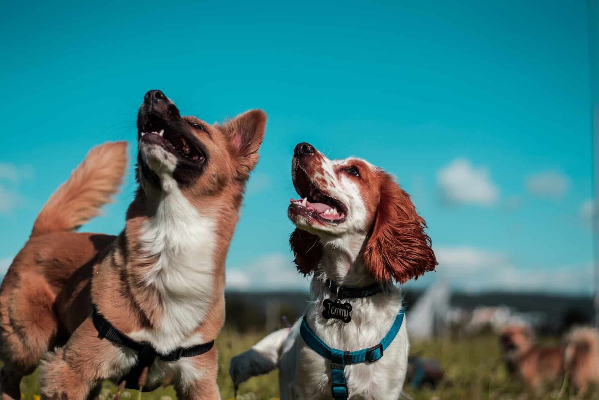 Le CBD pour les chiens, ce que l’on sait