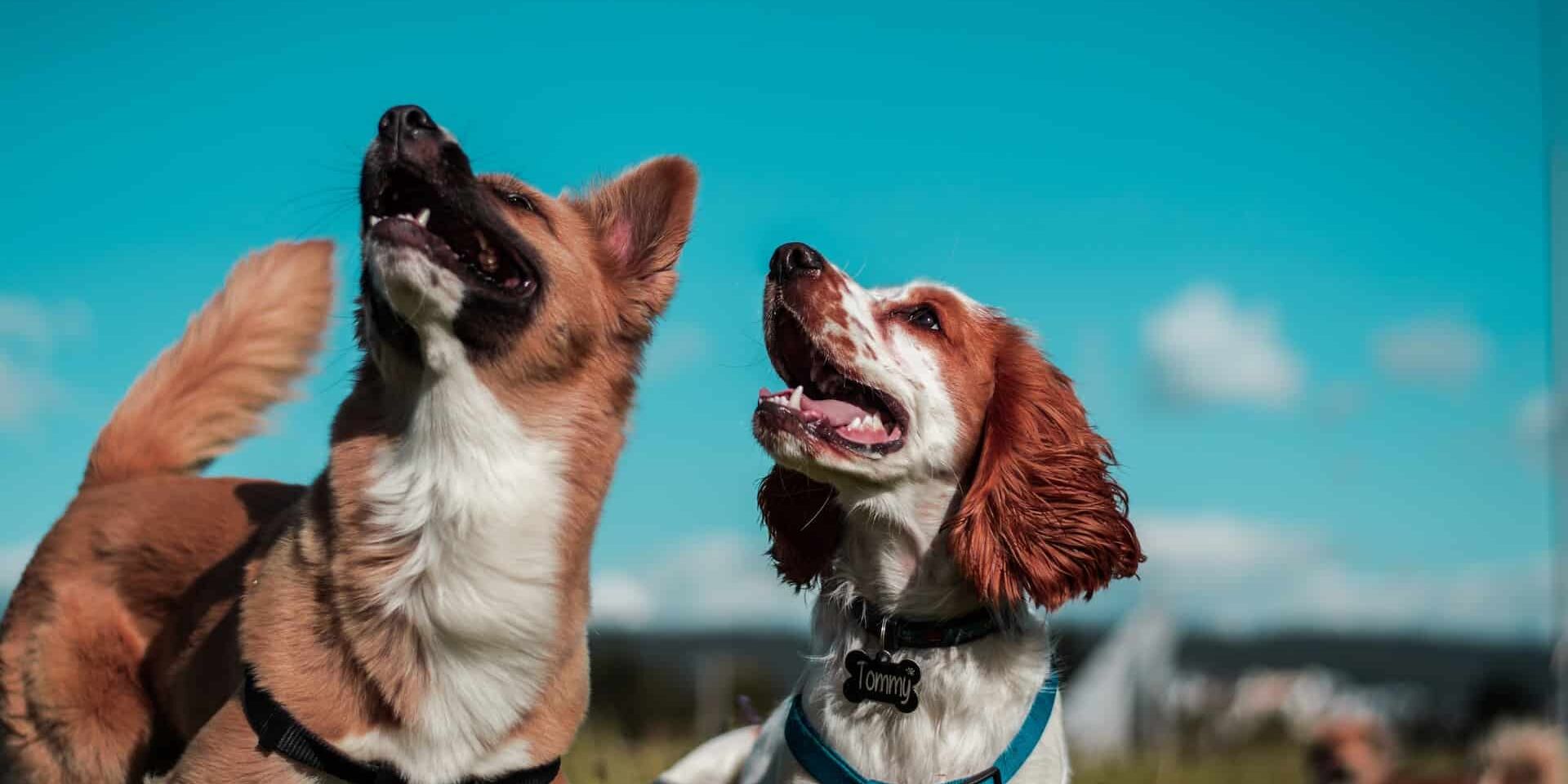 Le CBD pour les chiens, ce que l’on sait